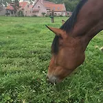 Bed & Breakfast Paardenhof Esquelbecq