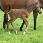Paardenhof