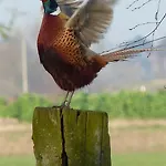 Paardenhof