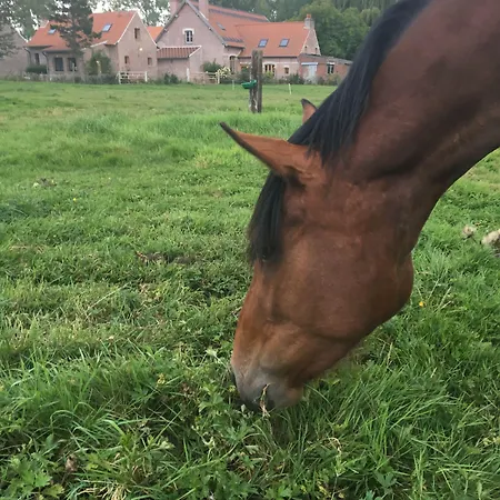 Bed & Breakfast Paardenhof Esquelbecq