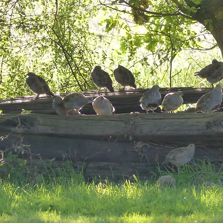 Paardenhof Bed & Breakfast Esquelbecq