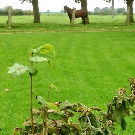 Paardenhof Bed and Breakfast