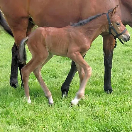 Paardenhof 4*