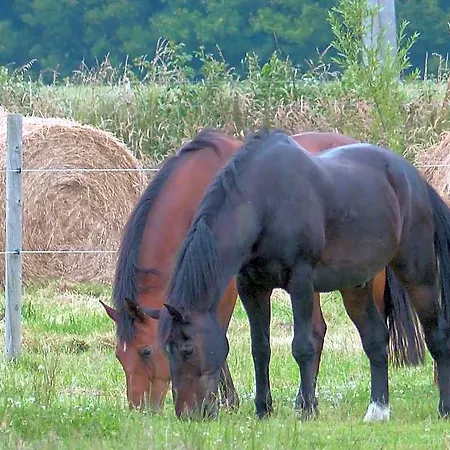 Paardenhof
