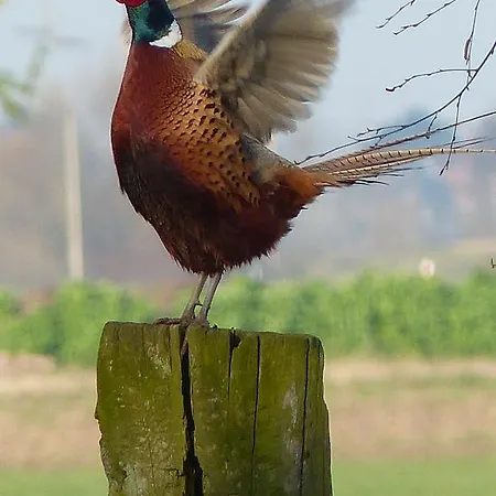Paardenhof