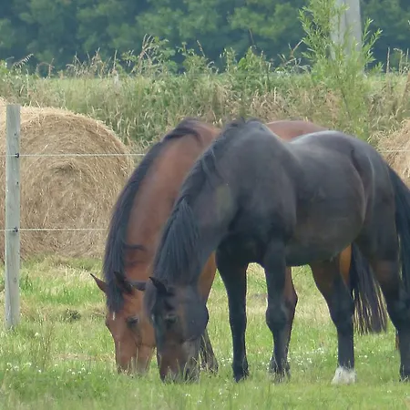 Oda ve Kahvaltı Paardenhof 3*