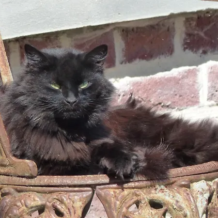 Paardenhof Bed & Breakfast Esquelbecq